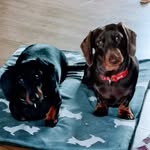 Kim Farr - @bruce_and_reggies_adventures - Instagram