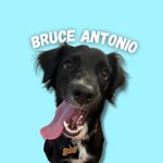 Bruce Antonio - @soybruceantonio - Instagram