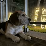 Bruce Antonio - @bruce.el.beagle - Instagram
