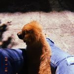 Bruce Antônio - @dogbruceantonio - Instagram