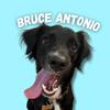 Bruce Antonio - @bruce_antoniodog - TikTok