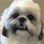 Bruce Antonio Shih Tzu - @bruceantonioshihtzu - Instagram