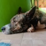 Bruce 🐶 - @bruce_apelon - Instagram