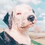 Bruce - @applebottombruce - Instagram
