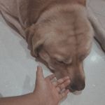 Bruce - @bruce_the_apple - Instagram