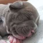 Argos  & Bruce - @argos.bruce.dogsbulls - Instagram