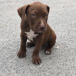 Bruce Argo🐶 - @bruce_argo_ - Instagram