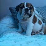Bruce Arrington Tanori - @the_one.the_only.bruce - Instagram