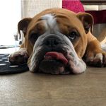 Bruce Baker - @brucetiferthebully - Instagram