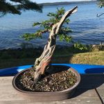 Bruce Baker Bonsai - @brucebakerbonsai - Instagram