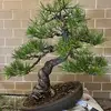 BruceBakerBonsai - @bruce_baker_bonsai - TikTok