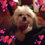 BRUCE BARBOUR - @brucebarbourc - Instagram