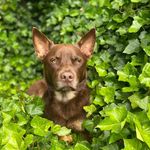 Bruce & Barley Greene - @bubbabrucester - Instagram