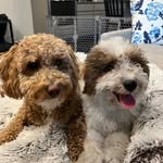 Bruce Barlow🐶 - @bruceandbarrybarlow - Instagram