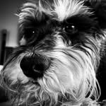Barney - @barney.b.bruce - Instagram