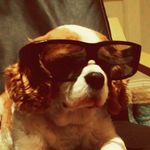 Barney Bruce - @barney_bruce_the_perhaps_a_dog - Instagram