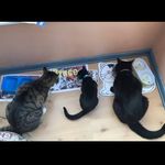 Barney, Bruce And Benji - @barney_bruce_benji - Instagram