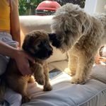 Barney Bruce Shine - @barneybrucethewheaten - Instagram