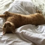 BarneyandBruce🐱 - @barney_and_bruce - Instagram