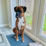 Bruce & Barney - Boxer Dogs❤️ - @bruceandbarney_boxerdogs - Instagram