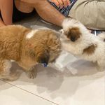 Bruce e Barney - @bruceebarney - Instagram