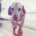 Bruce Louie And Barney - @the_dashing_bruce_ - Instagram