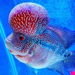 Bruce Barrera - @brucebarrera.aquarium - Instagram