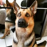 Bruce barros - @pastor_alemao_bruce - Instagram