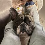 Bruce Barros 🐶 - @barro_sbruce - Instagram