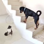 Bartolomeu猫🐱Bruce犬🐶Cheetara犬🐶Pingo犬🐶 - @bartolomeuebruce - Instagram