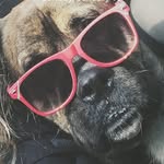 Bruce Basham - @brucebthedog - Instagram