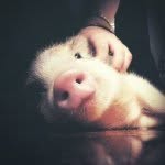 Bruce Bacon - @brucebaconpig - Instagram