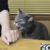 Bruce Bat - @brucebat8 - TikTok