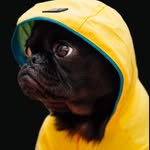 Bruce Bator - @pets_plants_people_places - Instagram