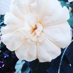 Bruce Baum - @pastorbaum_lord_of_life - Instagram