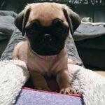 🐾Sir Hamish, Bruce, Barnabé + Princess Ethel🐾 - @sirhamishthepug - Instagram