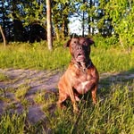Bruce Baxter - @brucethebulldog5 - Instagram