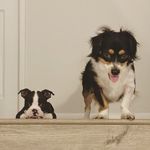 Bruce&Baxter - @bruce_n_baxter - Instagram