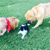 🐶❤️ - @tucker.bruce.baxter - TikTok