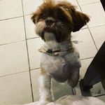 bruce bayne - @brucethestinkybeast - Instagram