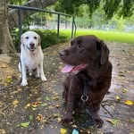 Beam & Bruce 🐾 - @beamandbruce - Instagram