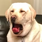 Bruce Bear - @bruce_bear - Instagram