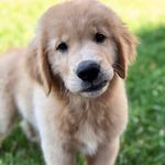 Bruce - @bruce_thegolden_bear - Instagram