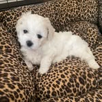 Bruce the Bichon Frise - @bruce_bear_bichon - Instagram