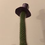 Bruce Beard - @bruce_the_cactus - Instagram