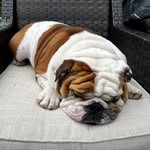 Bruce Beauregard - @big.brotherbruce - Instagram