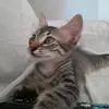 Bebé&Bruce🐯 - @bebeebruce - TikTok