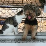 Bruce 🐶  Bebê 😺 - @brucewaynebarretobulcao - Instagram