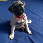Bruce Bebe - @bruce_bebepug - Instagram