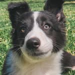 𝐁𝐫𝐮𝐜𝐞🐶 - @bebe_bruce_ok - Instagram